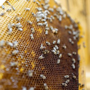 honeycomb-frame-with-lots-of-bees-MP28N8J.jpg